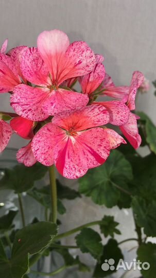 Пеларгония герань