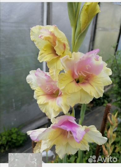 Лилии луковицы