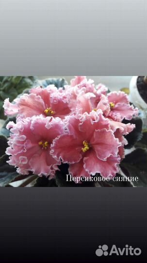 Детки сортовых фиалок