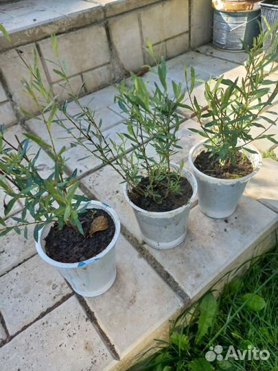 Ива шаровидная