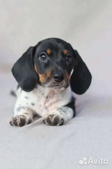 Мини таксы окрас пайболд