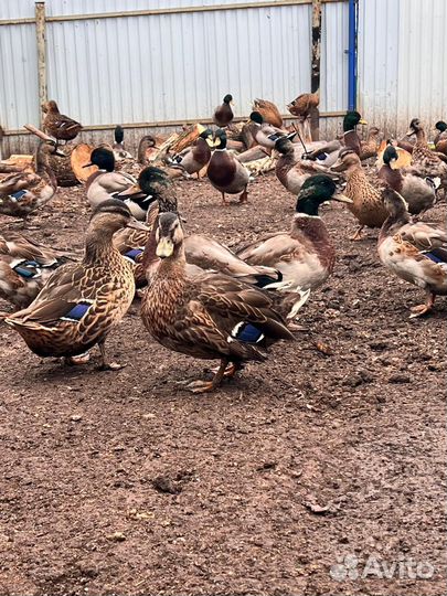 Подсадные утки