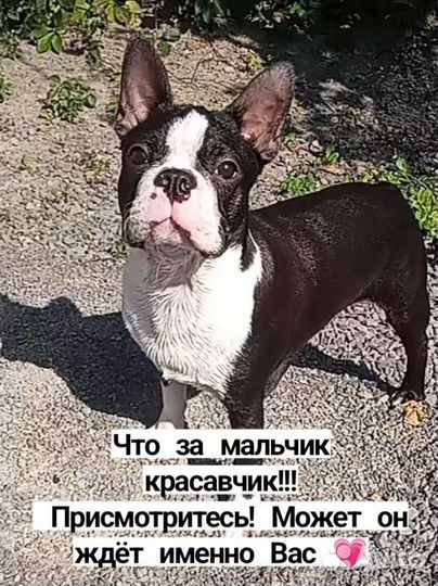 Щенки бостон терьера, не упусти шанс