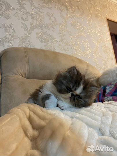 Персидские котята