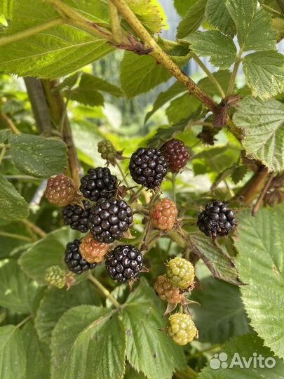 Саженцы ежевики садовой