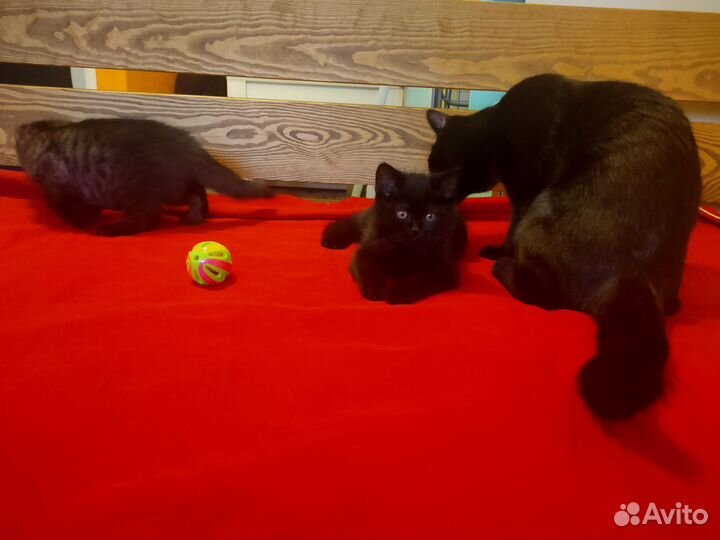 Шотландские котята