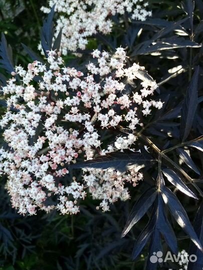 Бузина чёрная