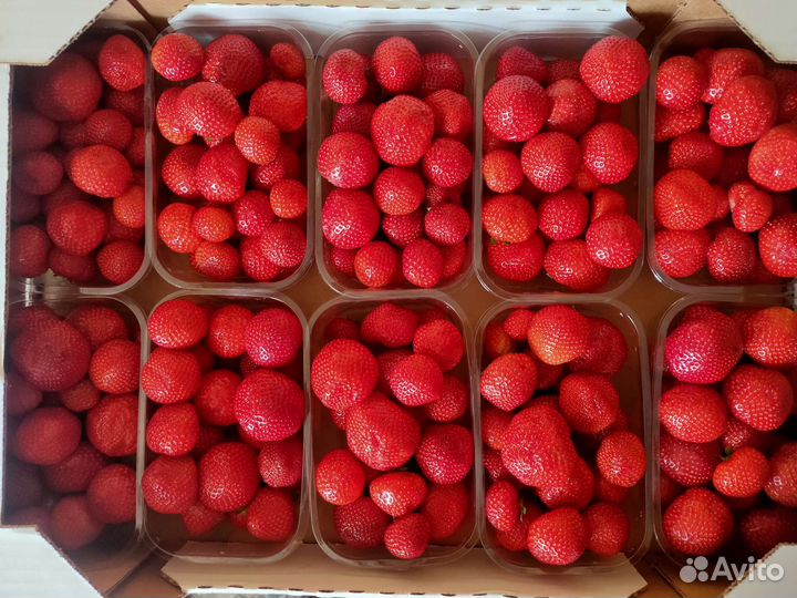 Клубника свежая