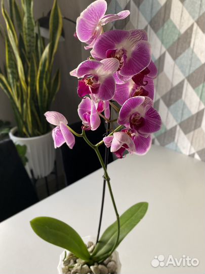 Орхидея фаленопсис