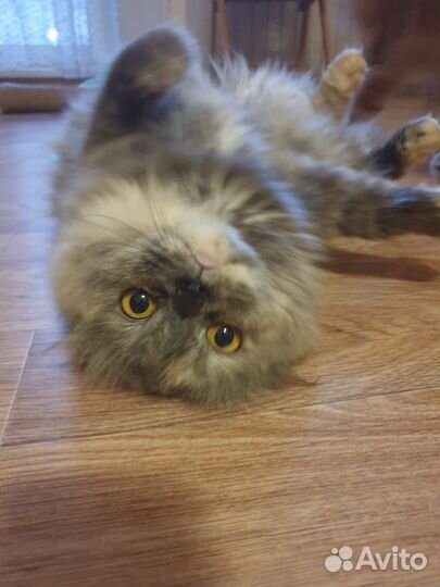 Кошка