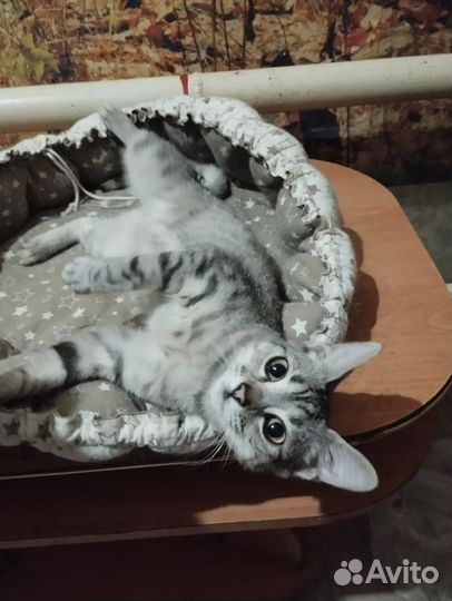 Кошечка 4 мес ищет дом