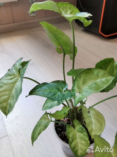 Сингониумы