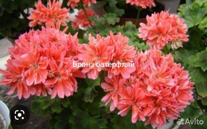 Пеларгония стеллар