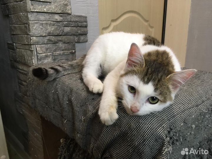Котенок девочка 4 мес
