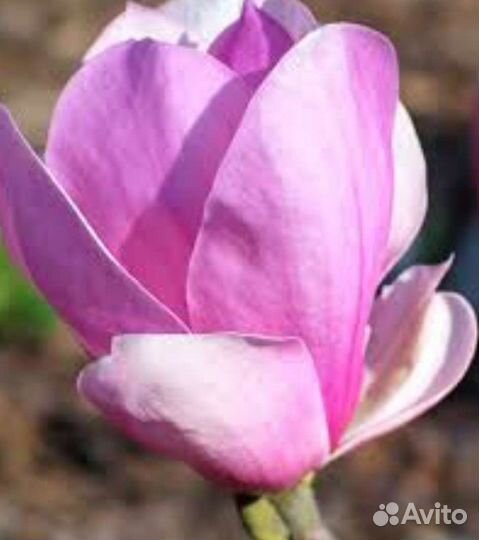 Магнолия Coastеs(котес)