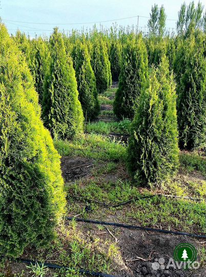 Туя экстра из питомника