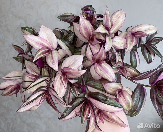 Традесканция зебрина discolor