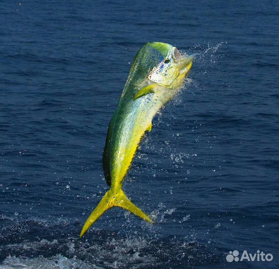 Доставка рыбы