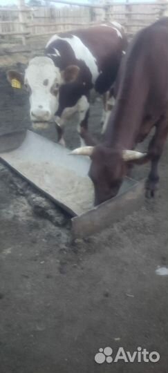 Бычки и быки