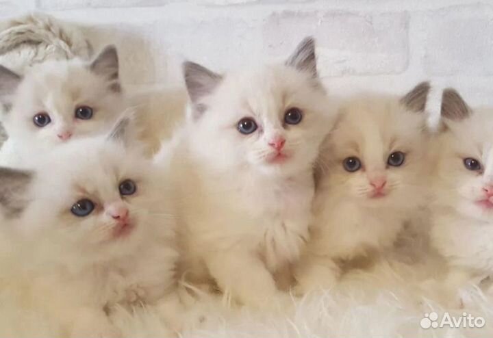 Котята рэгдолл, с документами