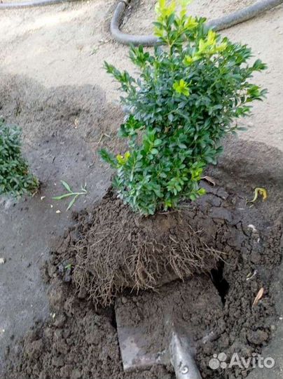 Саженцы самшита