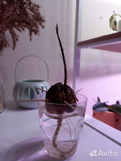 Пророщенные косточки авокадо