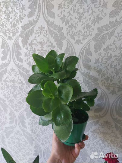 Каланхоэ белая