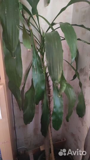 Пальма драцена