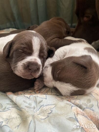 Щенки курцхаара