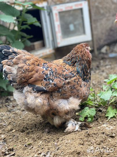 Куры брама порцелян