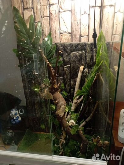 Террариум для рептилий