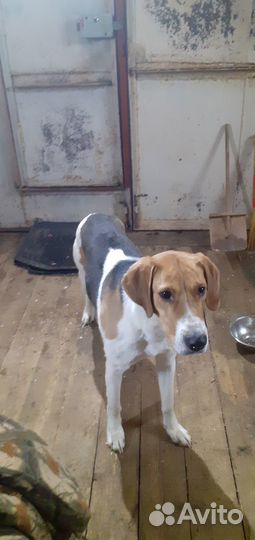 Вязка русская пегая гончая