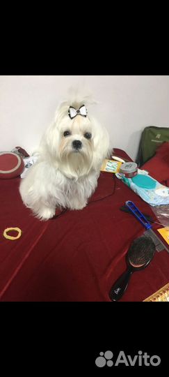 Вязка мальтезе