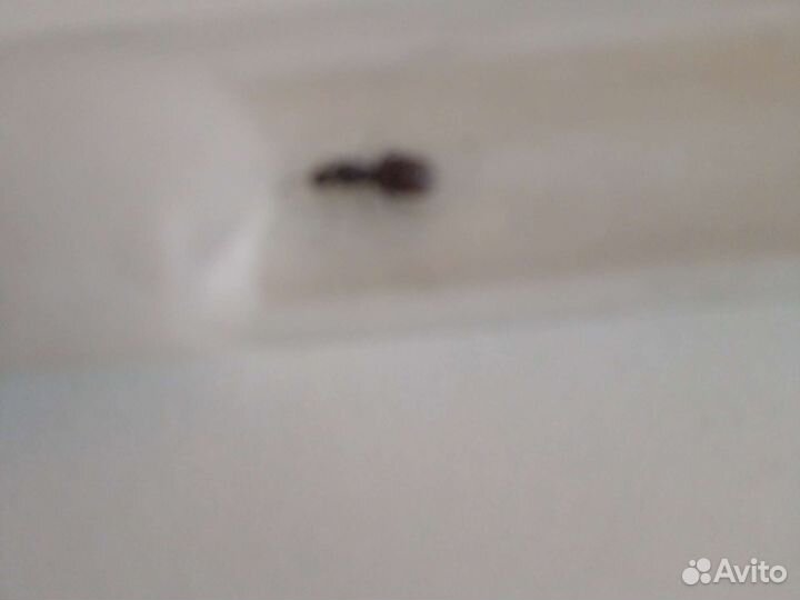 Продаю чорных садовых муравёв(lasius niger
