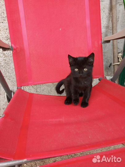 Британская кошка