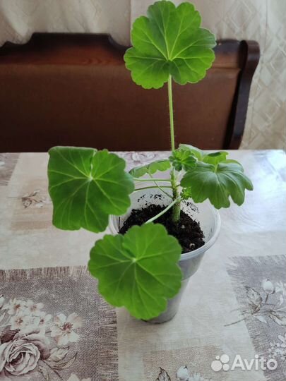 Пеларгония герань