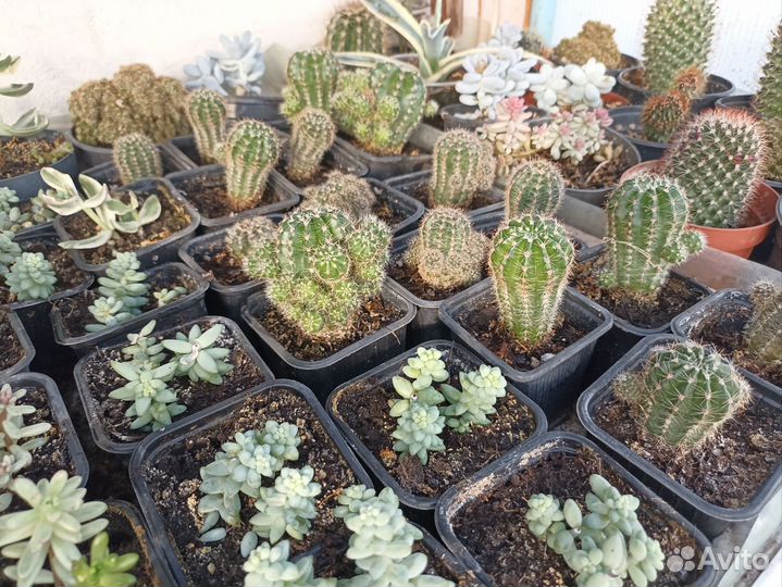Кактусы и суккуленты