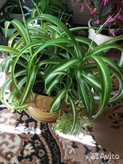 Пальма Панданус