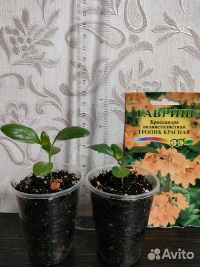 Излишки комнатных растений (возможен обмен)