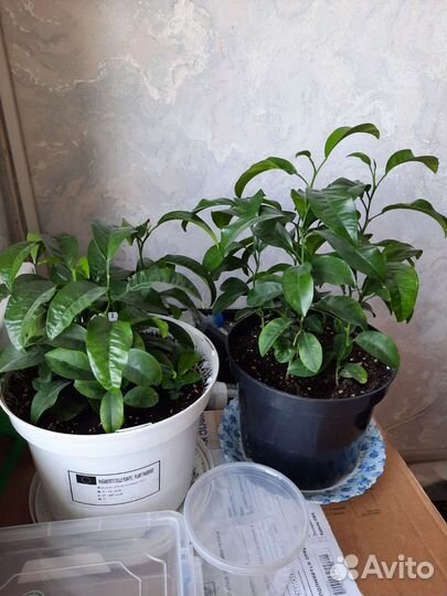 Саженцы мандарин