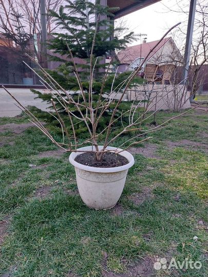 Гортензия фантом большой куст 4 год