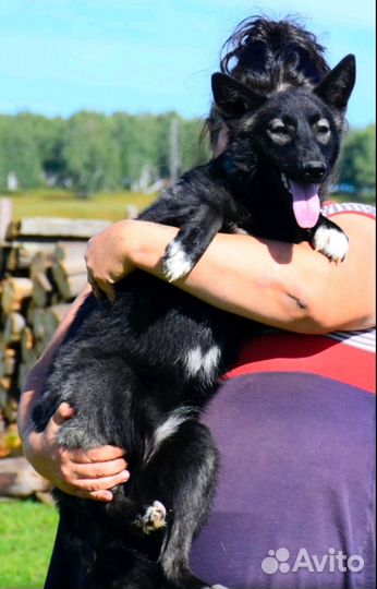 Собака молодая