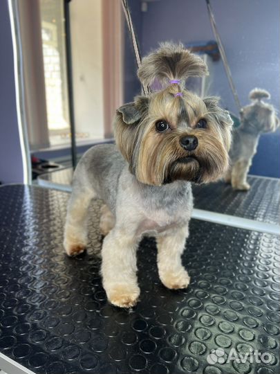 Стрижка собак и кошек