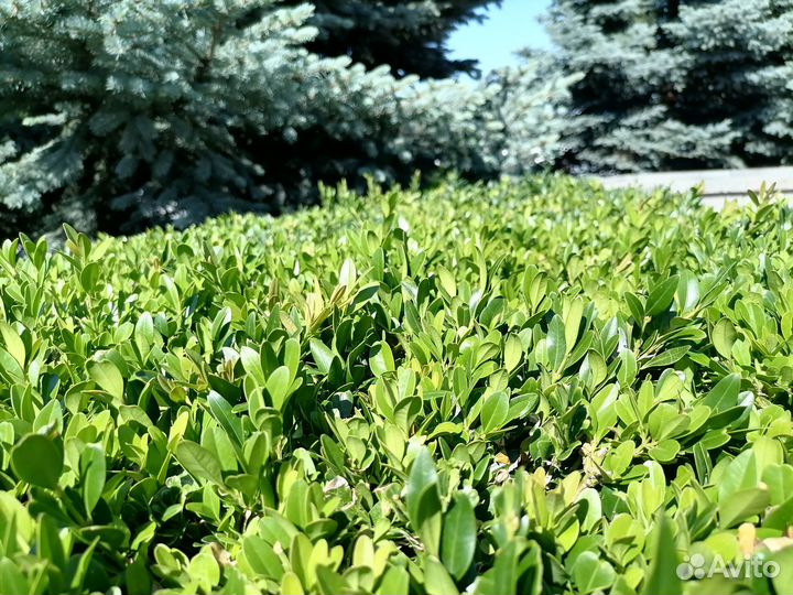 Самшит вечнозеленый