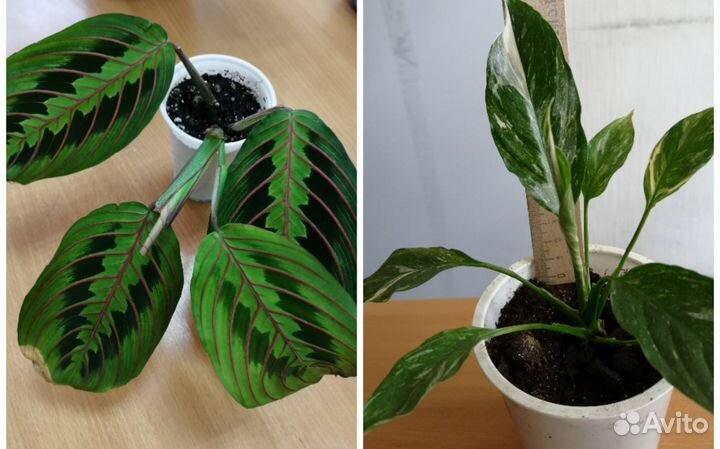 Маранта триколор и спатифиллум Домино