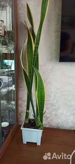 Цветок щучий хвост