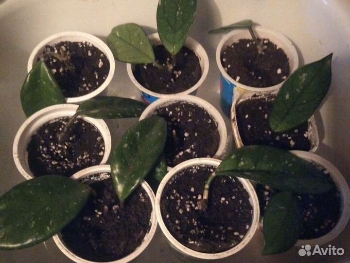 Сансевиерия