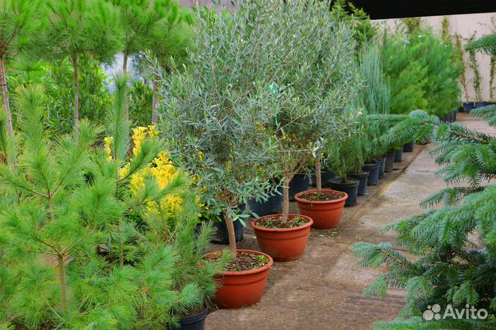 Питомник растений - Изумрудный Город
