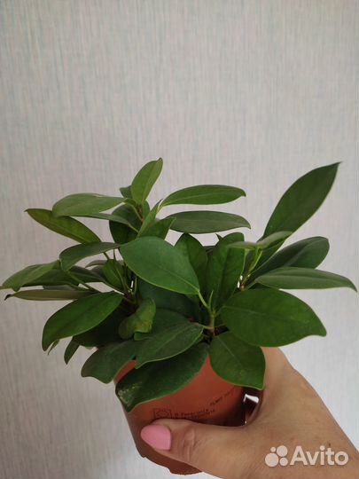 Фикус мокламе