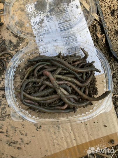 Черви зеленые